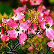 Cornus fl. Cherokee Sunset 200-250 cm cont. 110L