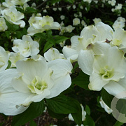 Cornus fl. 'Pluribracteata' 200-250 cm cont. 110L