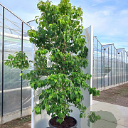 Cornus florida rubra 250-300 cm cont. 110L
