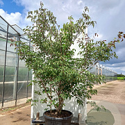 Cornus hongkongensis 250-300 cm cont. 110L