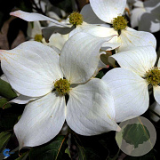 Cornus k. 'Bultinck's Giant Flower' 150-175 cm 35L