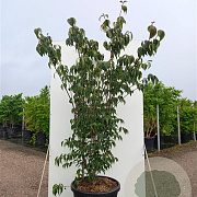 Cornus k. 'Blue Shadow' 250-300 cm cont. 80L