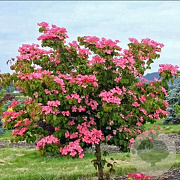 Cornus k. Heart Throb 150-175 cm 20L