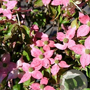 Cornus k. 'Mount Fuji' 200-250 cm 50L