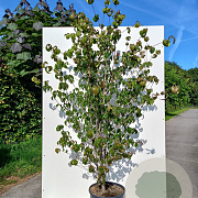 Cornus kousa 150-175 cm 20L