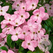 Cornus k. 'Pevé Satomi Compact' 80-100 cm 20L