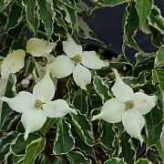 Cornus k. Samaritan 200-250 cm cont. 110L