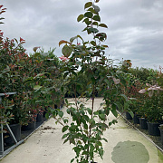 Cornus k. 'Satomi' 150-175 cm 20L