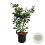 Cornus k. 'Wieting's Select' 250-300 cm cont. 110L