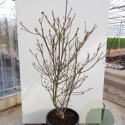 Cornus nuttallii 'Portlemouth' 250-300 cm cont. 110L