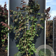 Corylus 'Rode Zellernoot' 175-200 cm 20L
