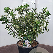 Daphne caucasica 'Summer Ice' 60-80 cm 20L