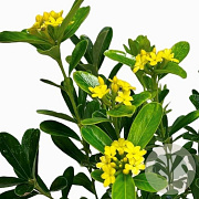 Daphne gemmata 50-60 cm 20L