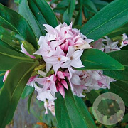 Daphne Perfume Princess 60-80 cm 20L