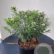 Daphne transatl. Eternal Fragrance 60-80 cm 20L