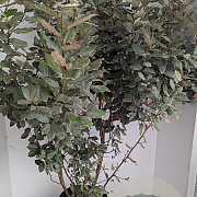 Elaeagnus ebb. 'Compacta' 150-175 cm 20L
