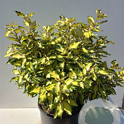 Elaeagnus ebb. Maryline 80-100 cm 20L