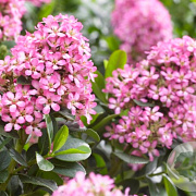 Escallonia laevis Pink Elle 80-100 cm 20L