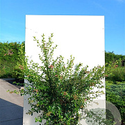 Escallonia rubra macrantha 100-125 cm 20L