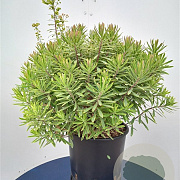 Euphorbia 'Ascot Rainbow' GM c20