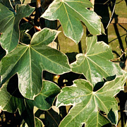 Fatshedera lizei 'Variegata' 150-175 cm 20L 3 stok