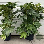 Fatsia japonica 100-125 cm 20L