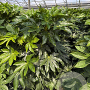 Fatsia japonica 125-150 cm 20L