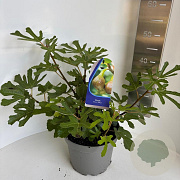 Ficus car. 'Brown Turkey' 40-50 cm 5,0L