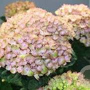 Hydrangea m. Magical Revolution 60-80 cm 20L