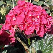Hydrangea m. 'Merveille Sanguinea' 50-60 cm 20L