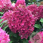 Hydrangea pan. Little Lime Punch 60-80 cm 20L
