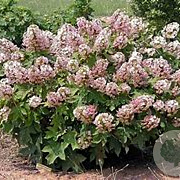 Hydrangea querc. 'Munchkin' 60-80 cm 20L
