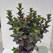 Hydrangea s. Daredevil 80-100 cm 20L