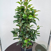 Hydrangea seemannii 125-150 cm 20L 3 stok
