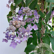 Hydrangea villosa 175-200 cm cont. 80L
