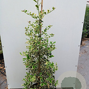 Ilex aq. 'Argentea Marginata' 150-175 cm 20L
