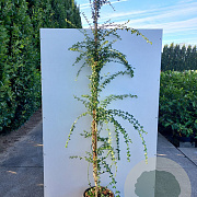 Jasminum nudiflorum 200-250 cm 20L met stok