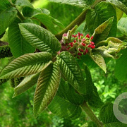 Juglans ailantifolia 150-175 cm 20L