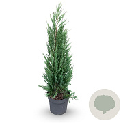 Juniperus s. 'Blue Arrow' 250-300 cm cont. 80L