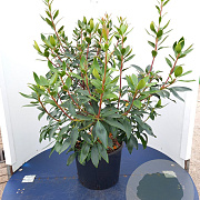 Kalmia lat. 'Black Label' 60-80 cm 20L
