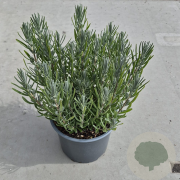 Lavandula ang. 'Dwarf Blue' 20-25 cm 2,0L