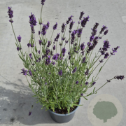 Lavandula ang. 'Hidcote' 20-25 cm 2,0L