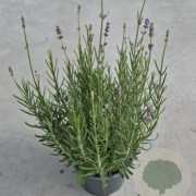 Lavandula ang. 'Munstead' 20-25 cm 2,0L