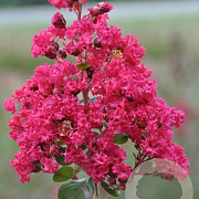 Lagerstroemia i. Braise d'Été 200-250 cm cont. 80L