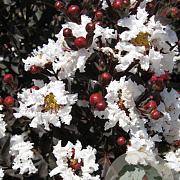Lagerstroemia i. Pure White 150-175 cm 20L