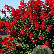 Lagerstroemia i. Red Hot 80-100 cm 20L