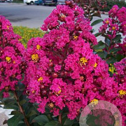 Lagerstroemia Pink Velour 200-250 cm cont. 80L