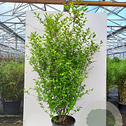 Ligustrum oval. 'Aureum' 175-200 cm 20L