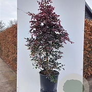 Loropetalum c. 'Fire Dance' 100-125 cm 20L
