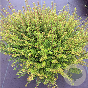 Lonicera nit. Scoop 50-60 cm 20L bol